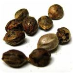 Семена марихуаны АК-47  (Seeds AK-47) в Бабушкине